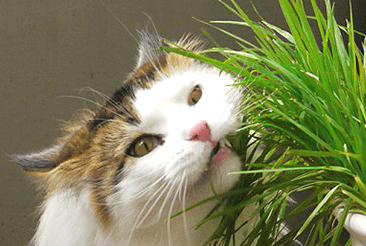 Can dogs eat sales cat grass