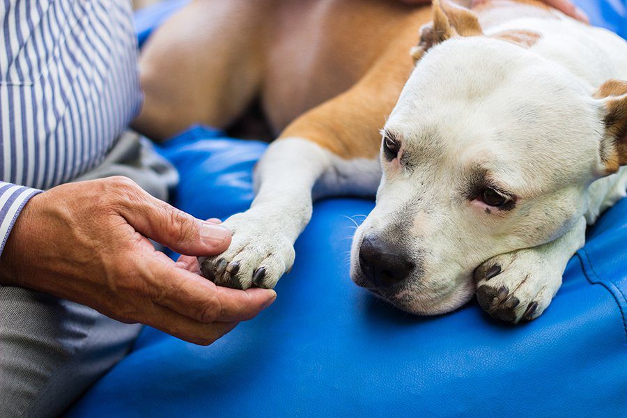where does blood transfusion for dogs come from