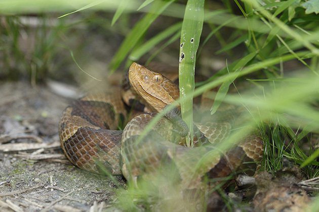 snakebites on dogs