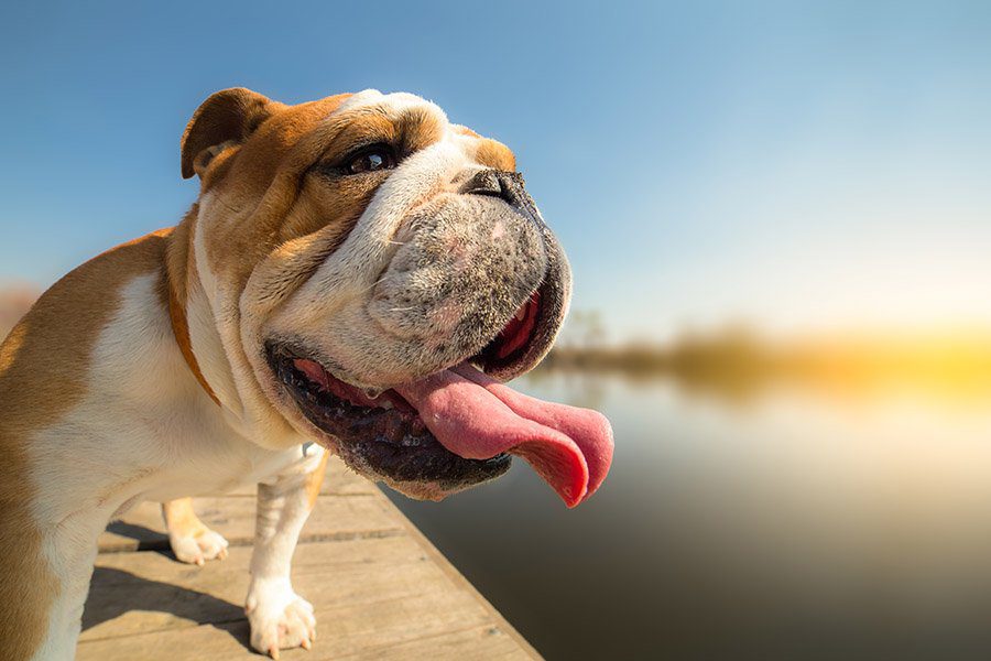 heat stroke in pets