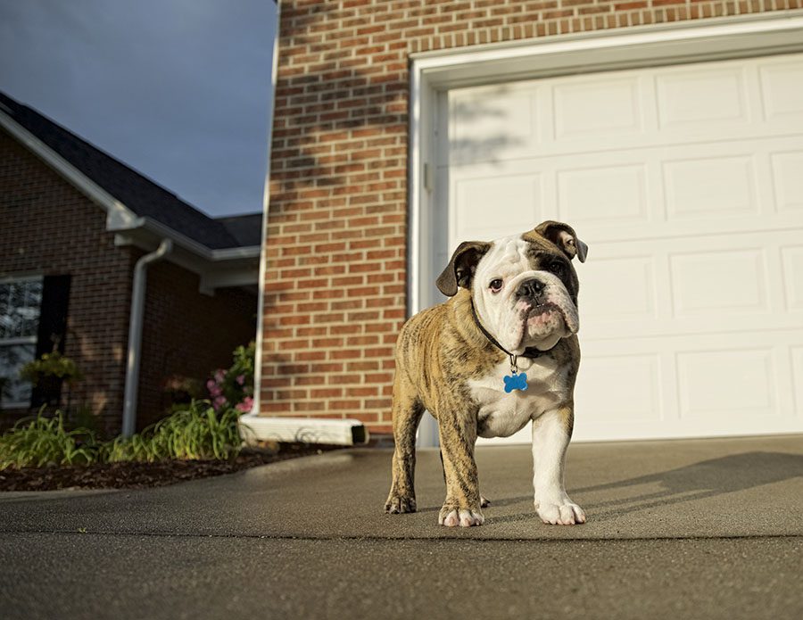 antifreeze and pets