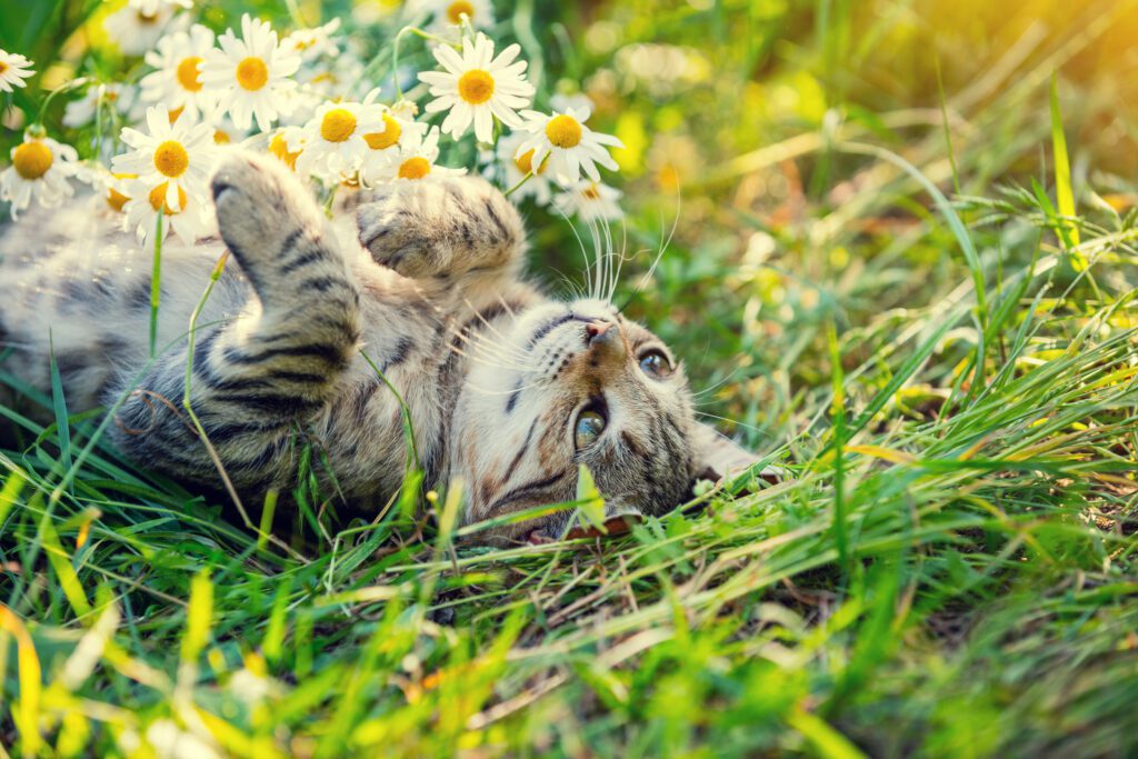cat in a field of spring flowers