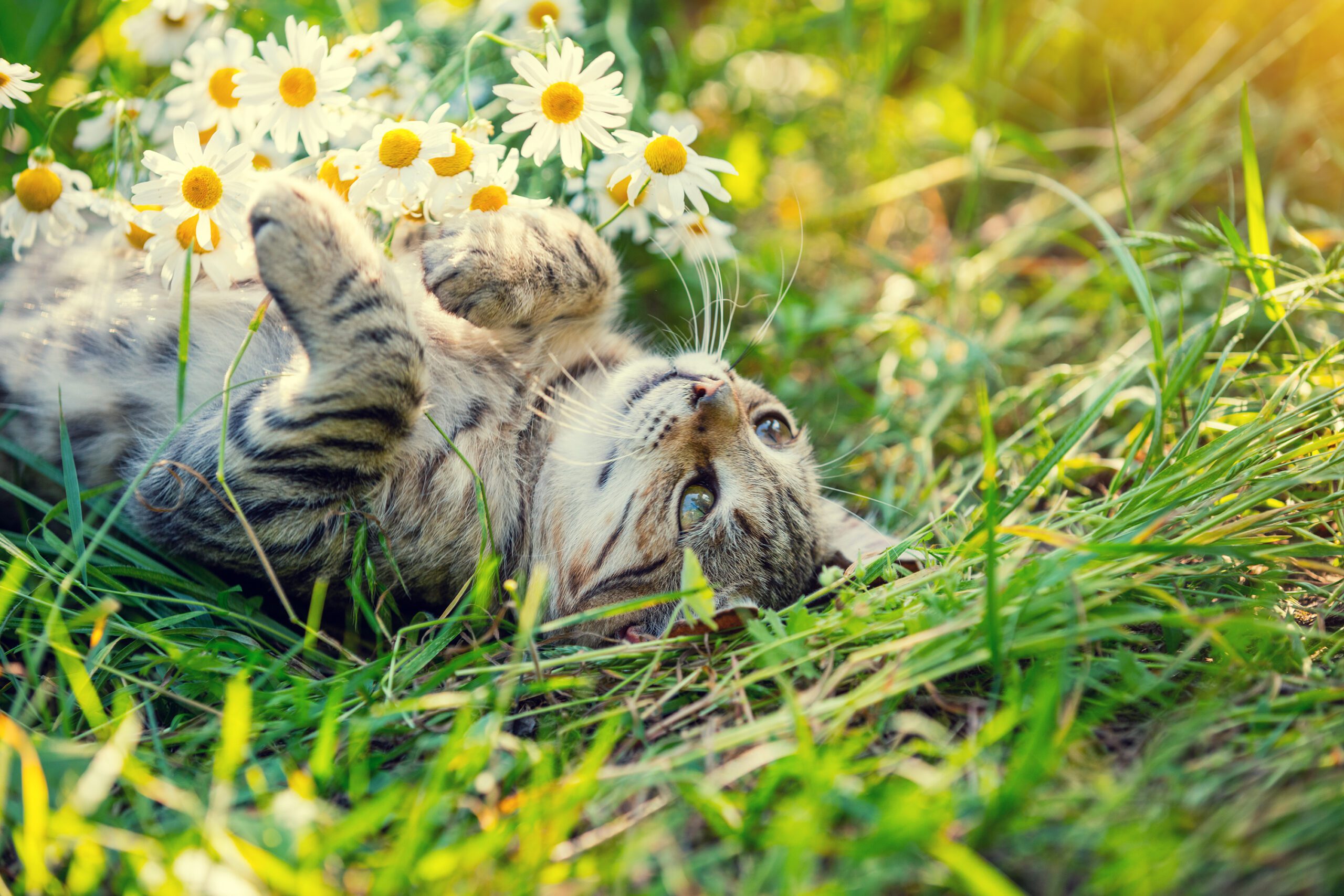 cats-and-spring-allergies-indyvet