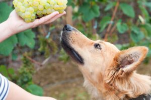 dogs and grapes