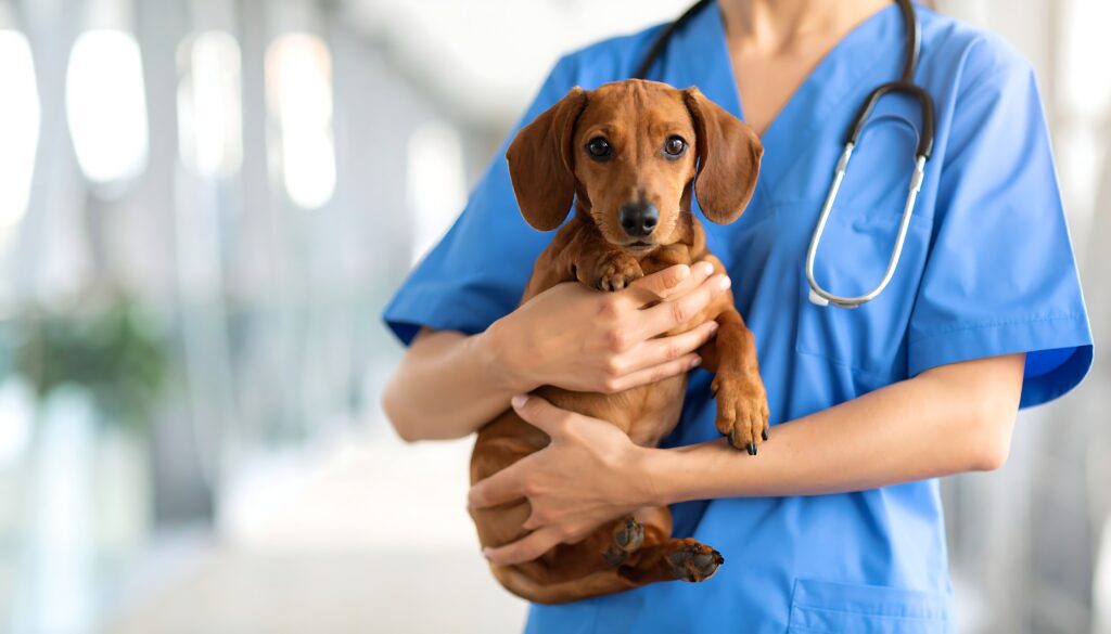 Neurology Services at IndyVet